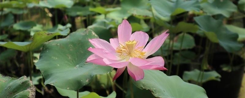 The most beautiful lotus flower picture appreciation