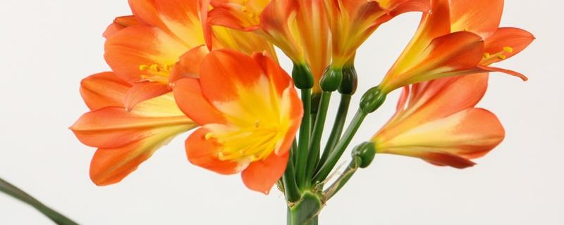 Which variety of Clivia is the most beautiful