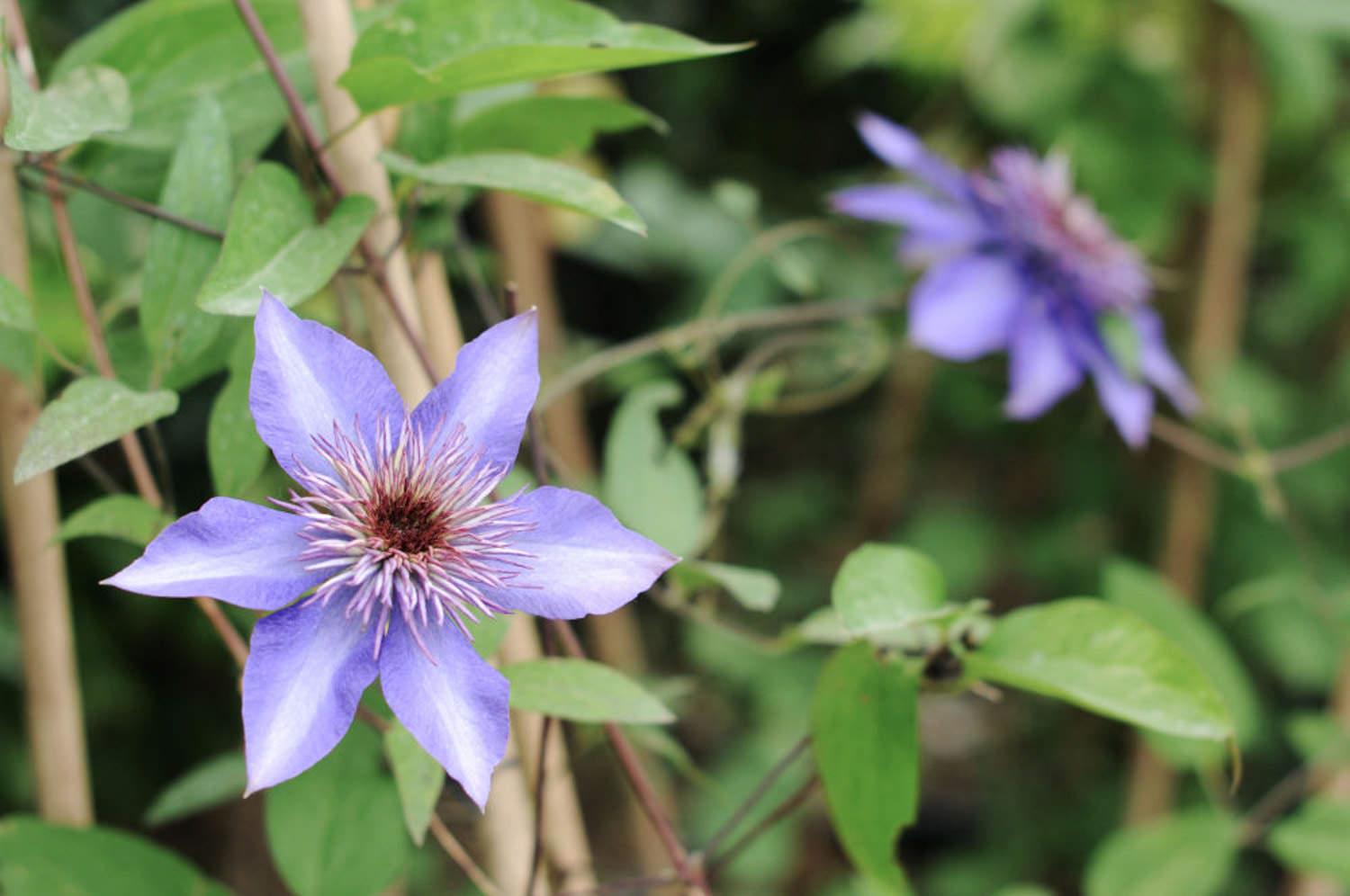  Clematis