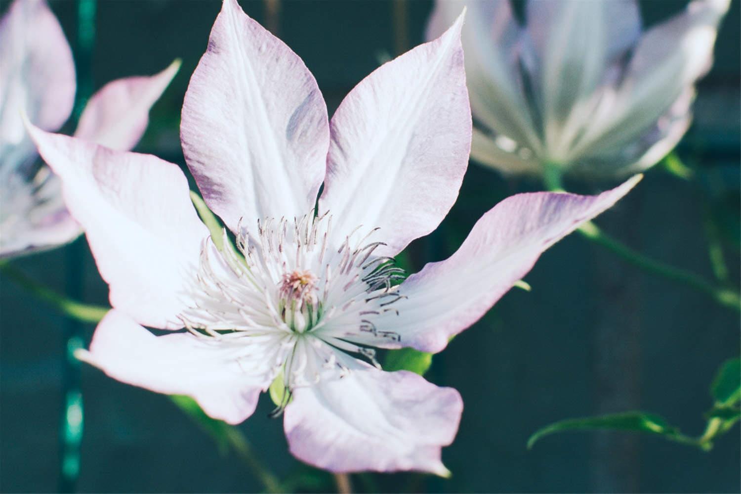  Clematis