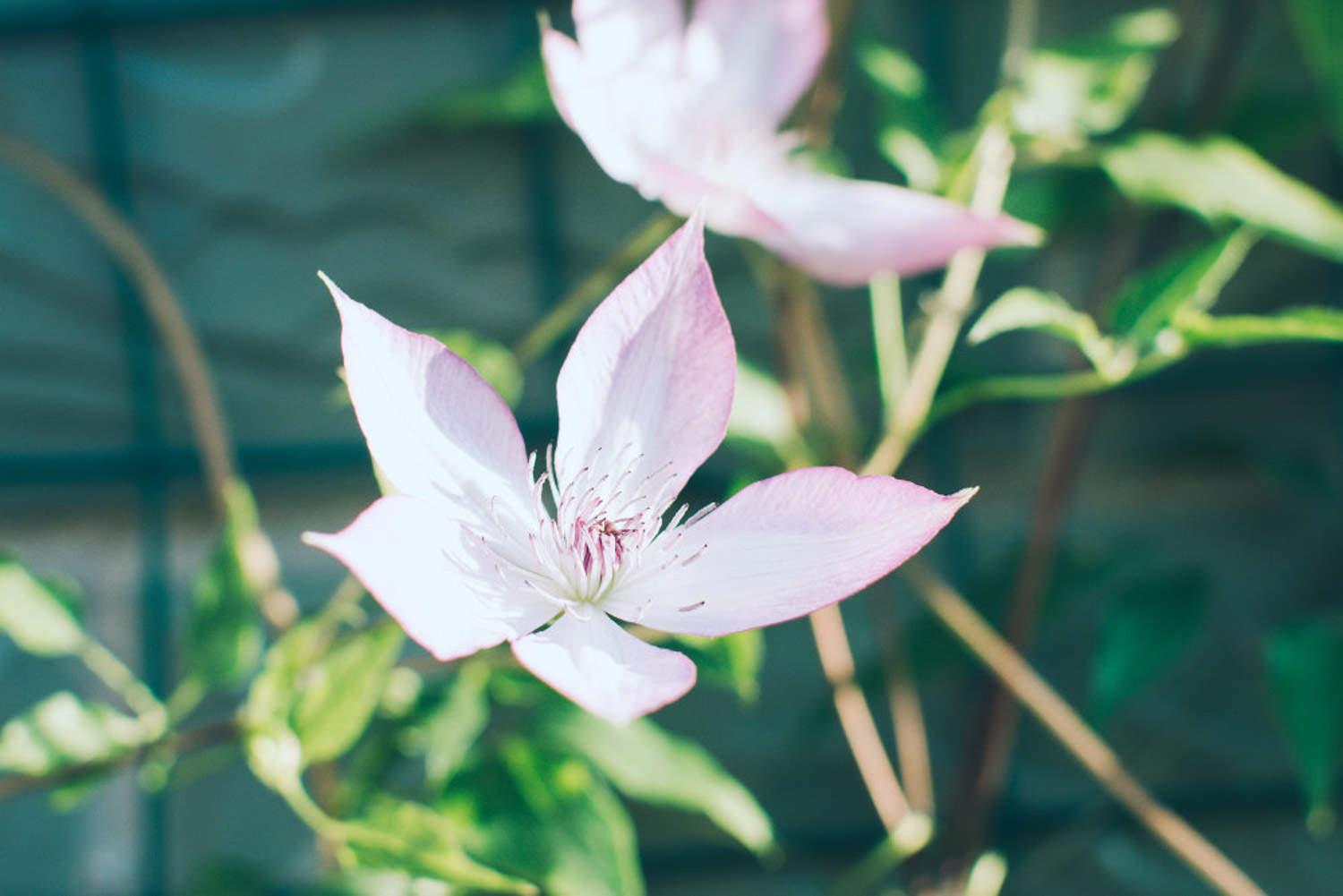 clematis