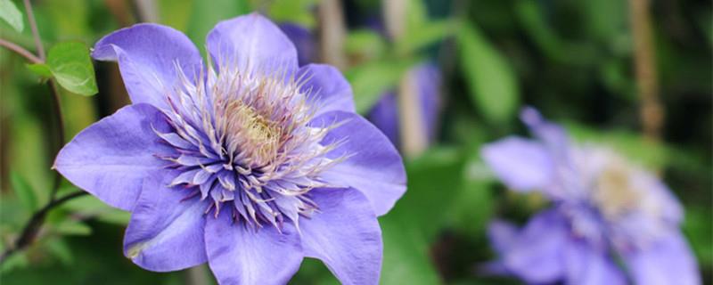 Must-buy three types of clematis flowers