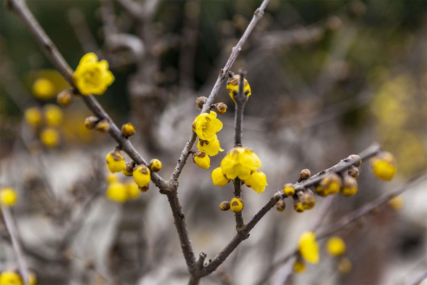  Wintersweet