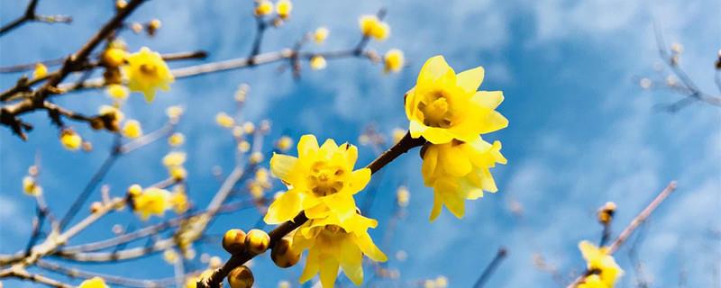 What does the wintersweet flower bear fruit mean