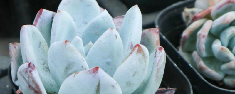 Top Ten Most Beautiful Succulents