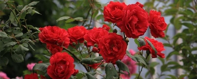 Large-flowered strong-flavor rose varieties