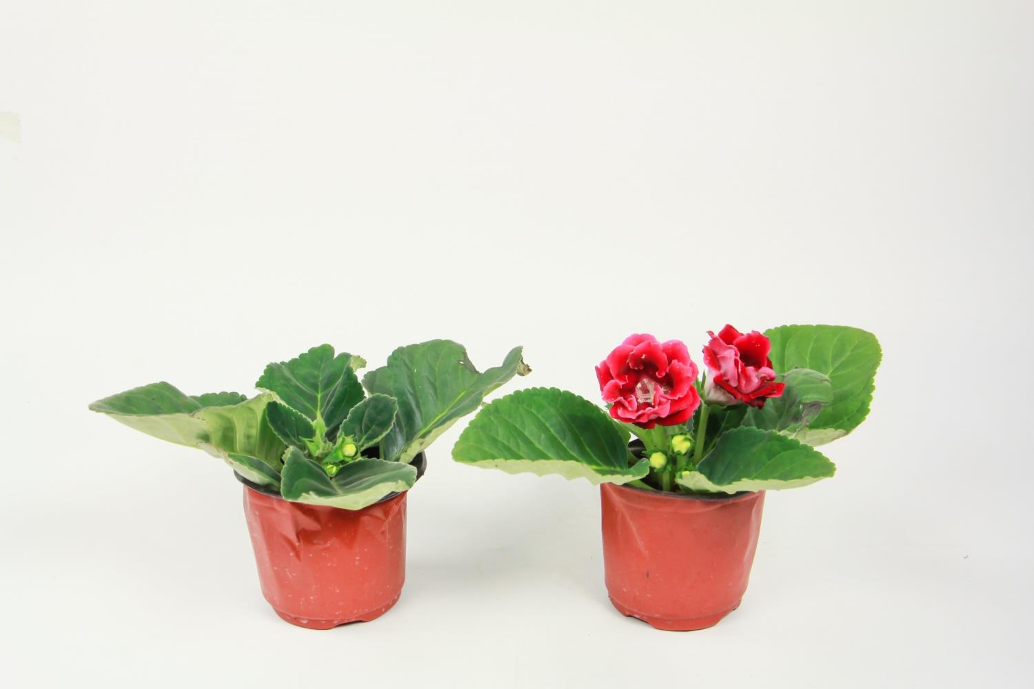 Gloxinia