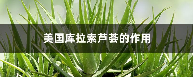 What are the effects of Aloe Vera in the United States and what are its effects