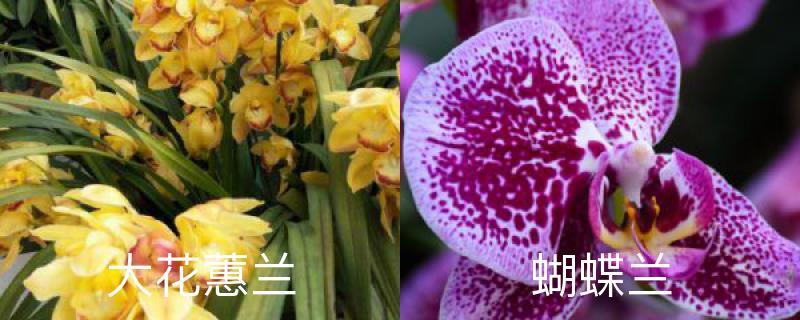 The difference between Cymbidium and Phalaenopsis, which one is easier to raise