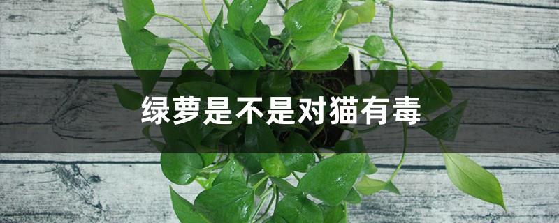 Is Pothos poisonous to cats? Can cats smell Pothos?