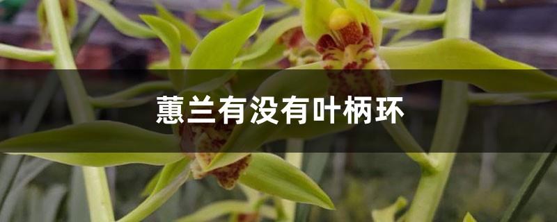 Does Cymbidium have petiole rings, which orchids do not have petiole rings