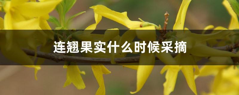 When to pick forsythia fruit, the efficacy and role of the fruit