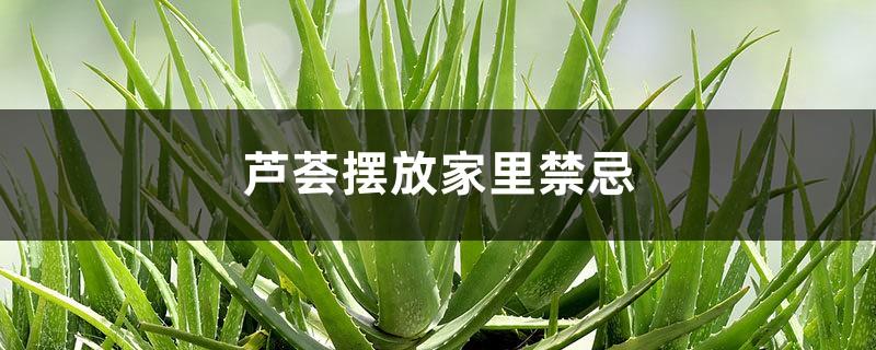 Taboos for placing aloe vera at home, where to place it for good feng shui