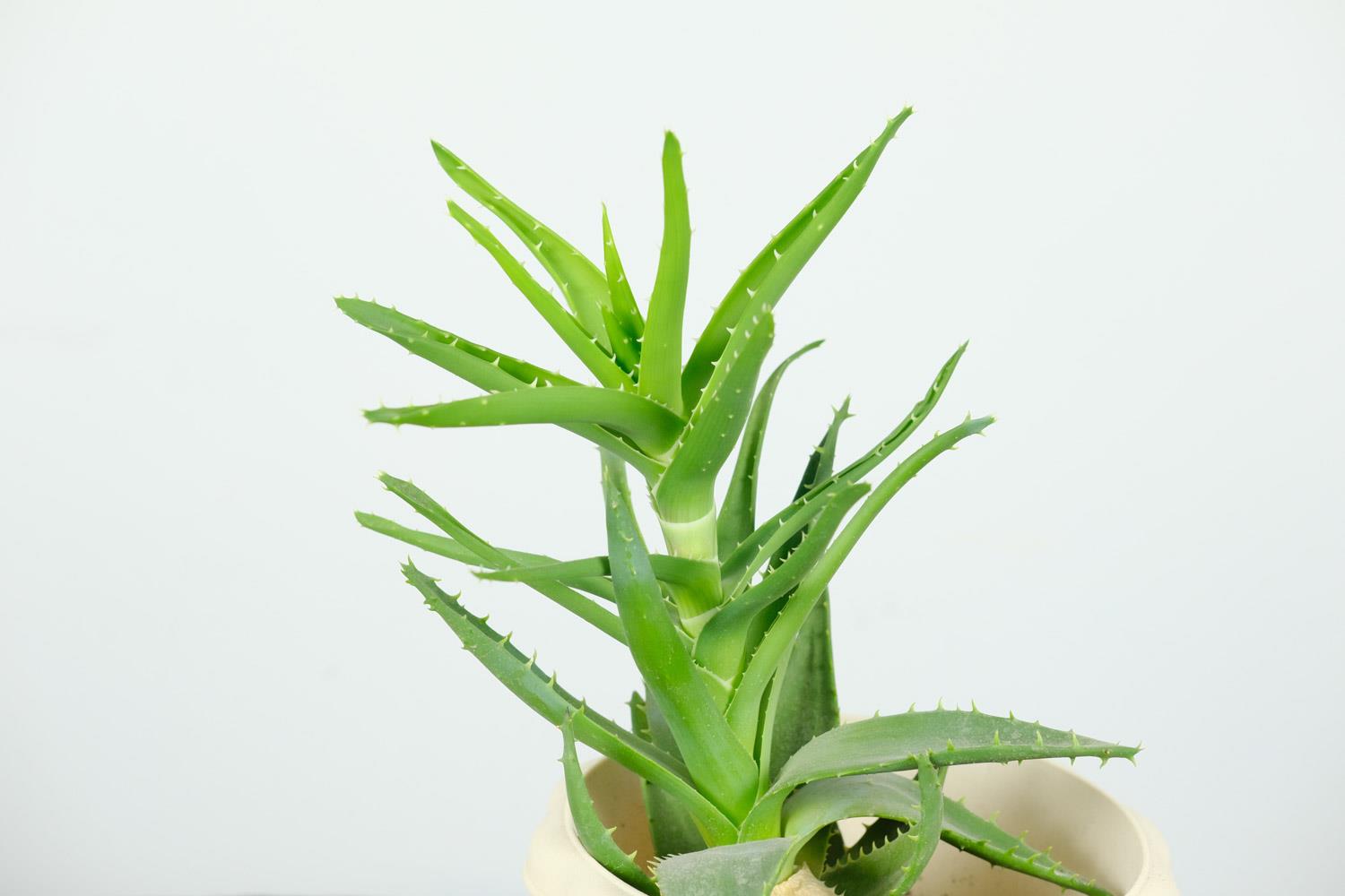 Aloe