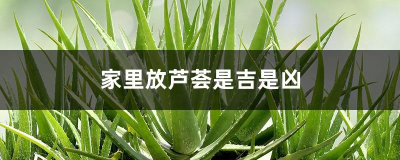 It is good or bad to have aloe vera at home, and where to put it is auspicious