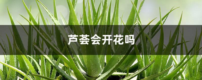 Will aloe vera bloom, what are the signs of blooming