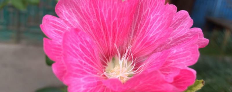 The flower language and meaning of hollyhocks, what legends are there