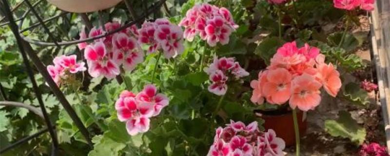 The flower language and meaning of geranium, what legends are there