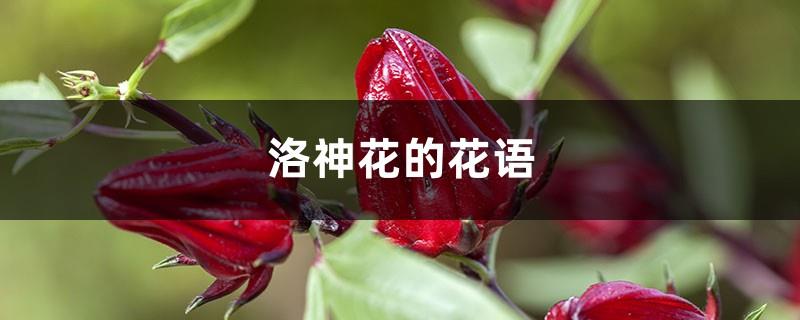 The flower language and meaning of Roselle, what legends are there