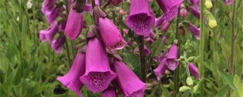 The flower language and meaning of foxglove, what legends are there