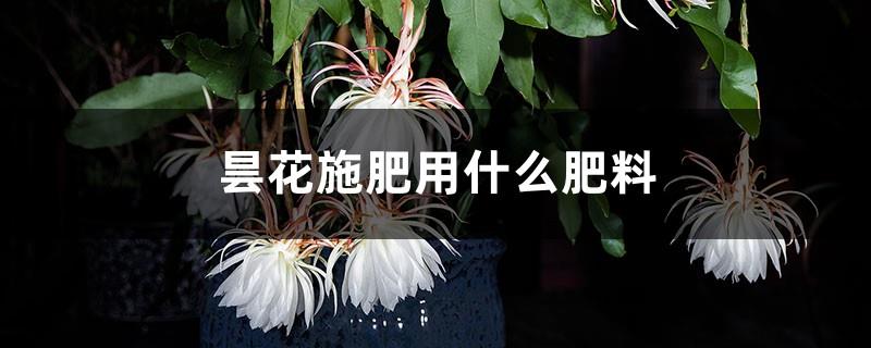 What fertilizer should be used to fertilize Epiphyllum epiphyllum? Can it be fertilized when the flower buds grow?