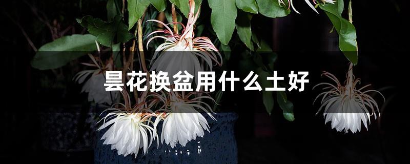 What kind of soil is good for repotting Epiphyllum epiphyllum, and how long does it take to repot it?