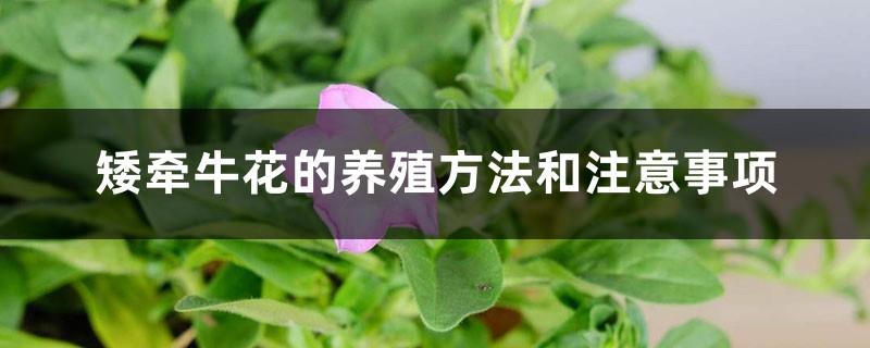 Petunia cultivation methods and precautions