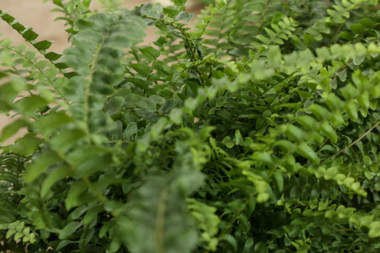 Boston Fern