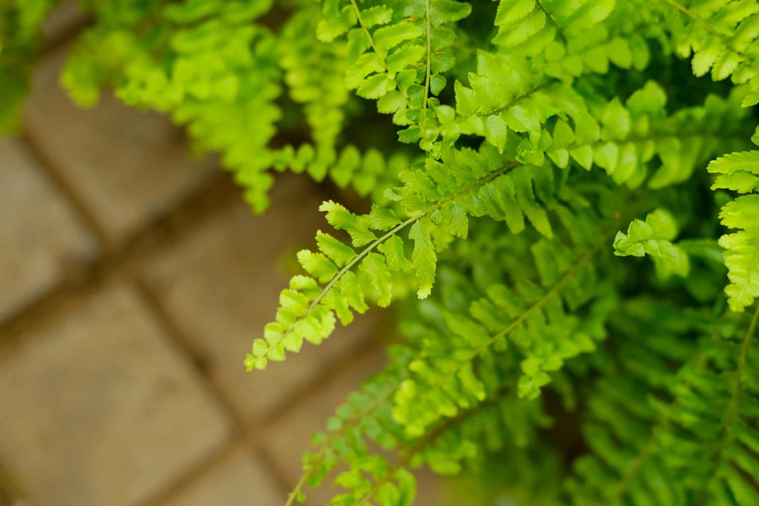 Boston Fern