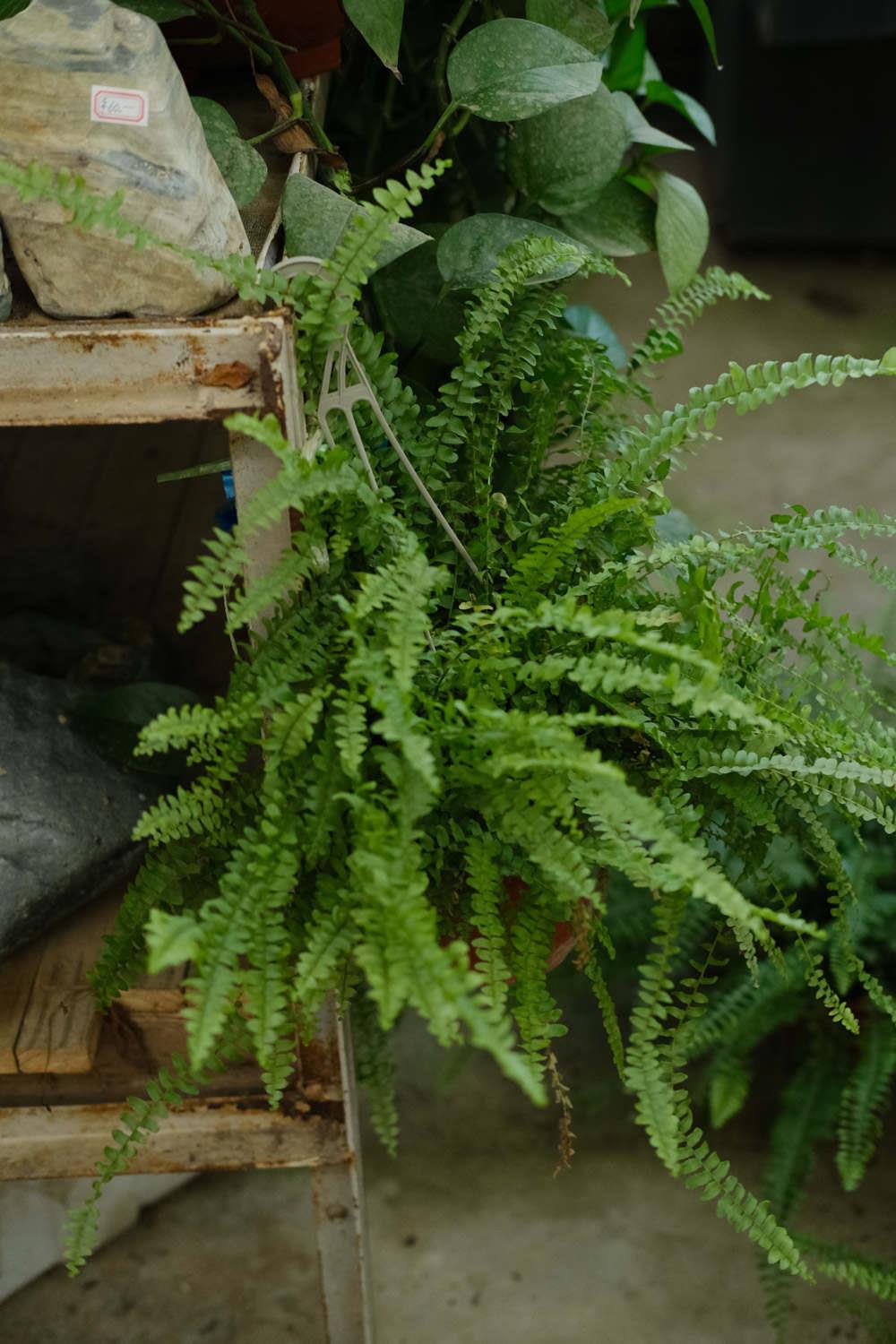 Boston Fern