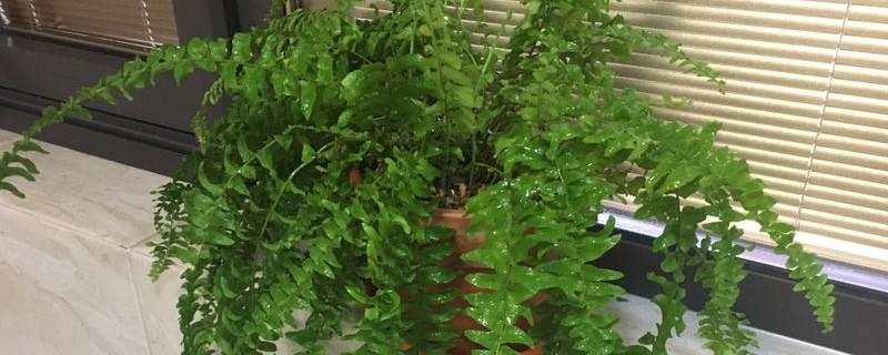 How to breed Boston fern, how to breed