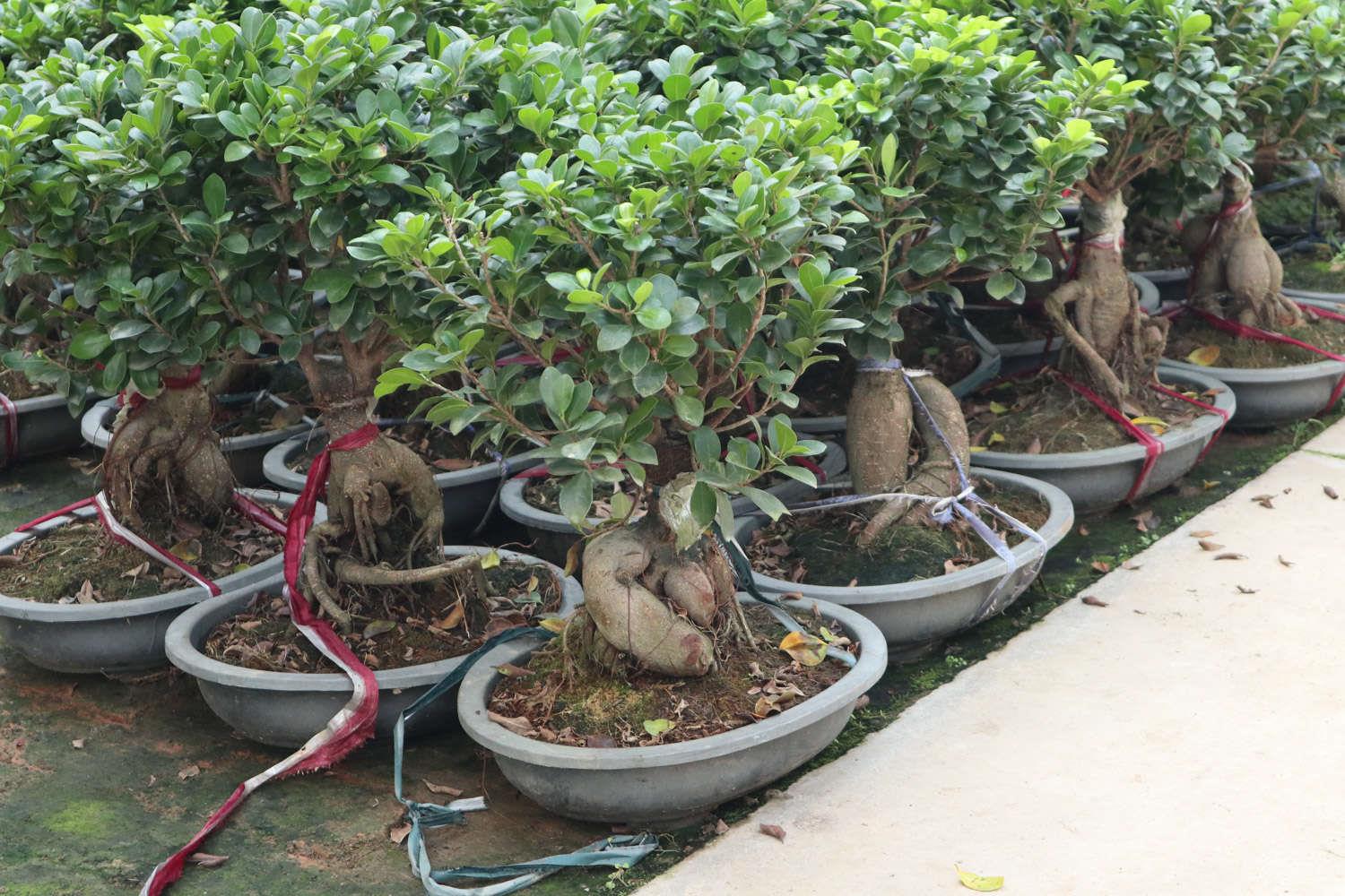 Ginseng Ficus