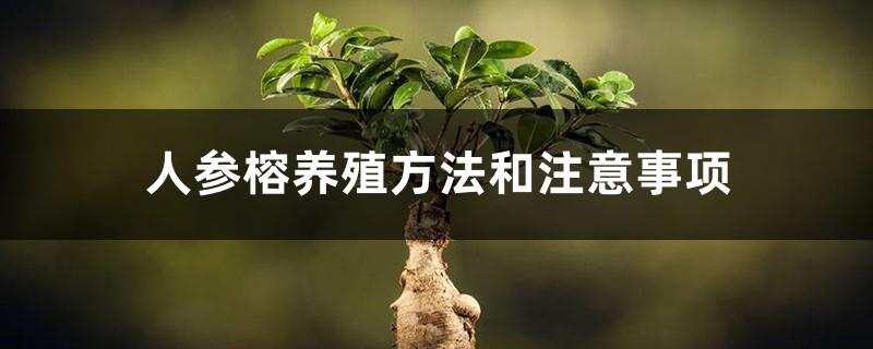 Ginseng and fig cultivation methods and precautions