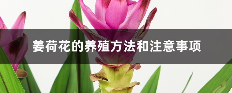 Ginger lotus cultivation methods and precautions