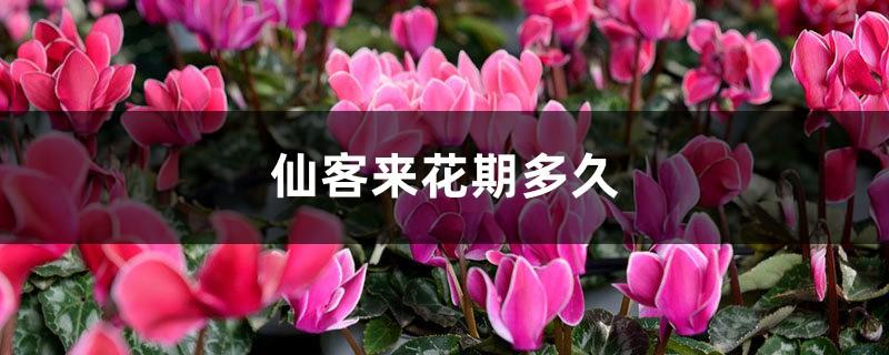 How long does the flowering period of cyclamen last and how to care for it during the flowering period
