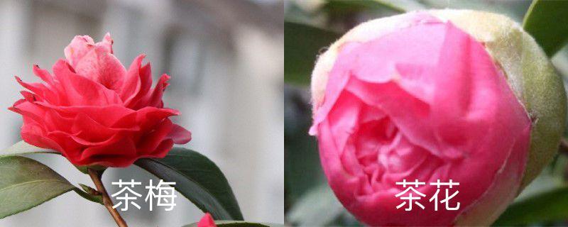The difference between Camellia sasanqua and Camellia, which one is easier to grow