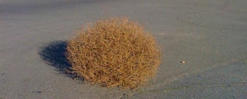 What is tumbleweed called in China and how to eat it
