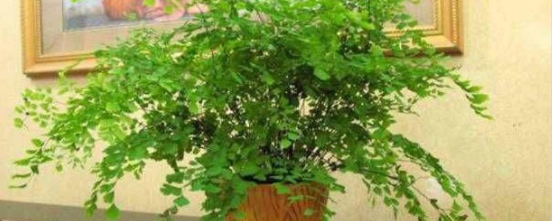 What kind of plant is maidenhair fern, and what are its medicinal uses and effects