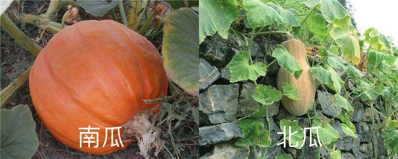 Are pumpkins the same as northern melons, what's the difference?