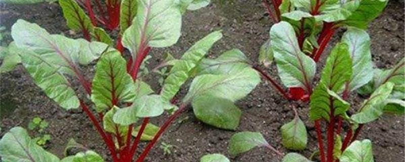 Cultivation methods and precautions for leafy cabbage
