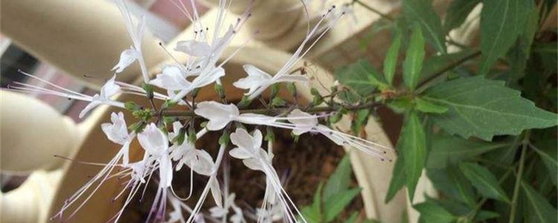 Cultivation methods and precautions of cat's whiskers