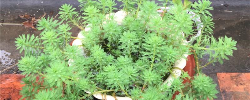 Myriophyllum cultivation methods and precautions