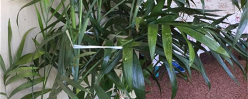 Cultivation methods and precautions for ornamental bamboo