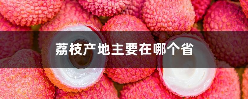 Which province is the main producing area of lychees? What will happen if you eat too much?