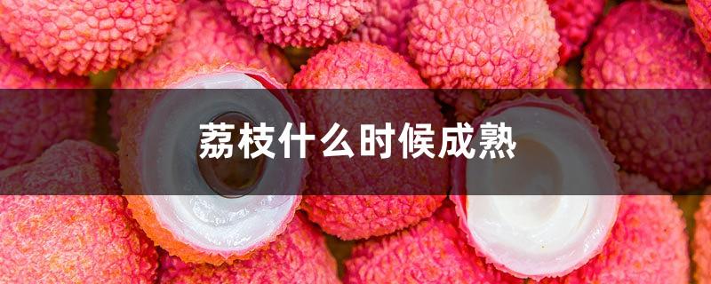 When do lychees mature and in what months do they go on the market