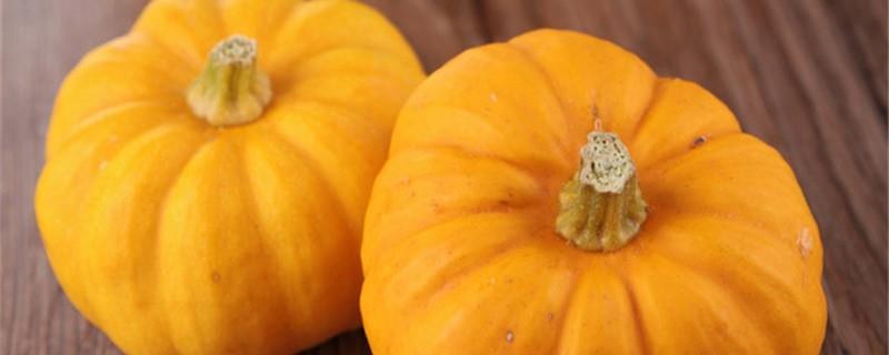 Big Pumpkin Breeding Methods and Precautions
