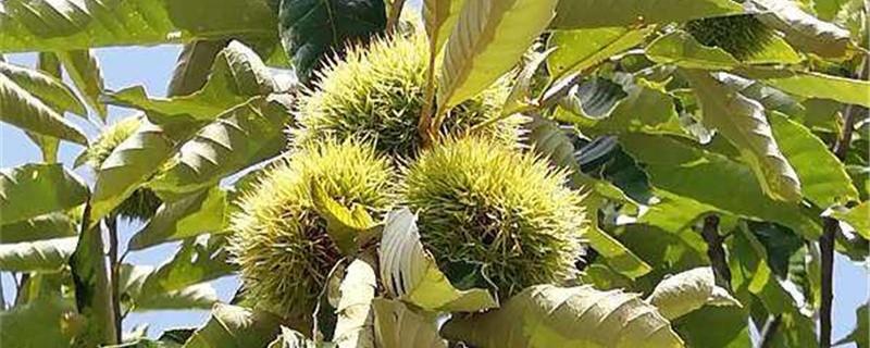 Chestnut tree farming methods and precautions