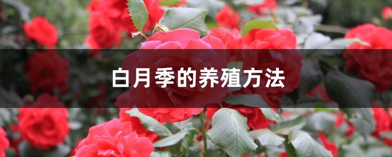 White rose cultivation methods and precautions