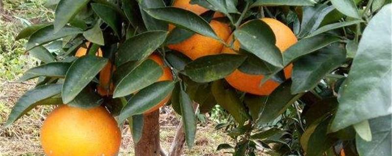 Cultivation methods and precautions for sweet oranges