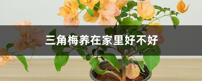 Is it good to grow bougainvillea at home, breeding temperature